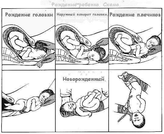 процесс родов