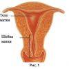 Биопсия шейки матки. Что это такое, почему, кому и как проводится биопсия шейки матки?