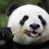 chinas-panda-diplomacy-has-entered-a-lucrative-new-phase.jpg