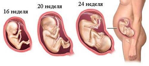 4 месяца беременности фото 2 триместр  