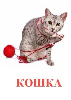 кошка.jpg